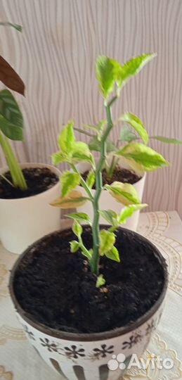 Педилантус