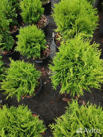 Саженцы шаровидной Туи
