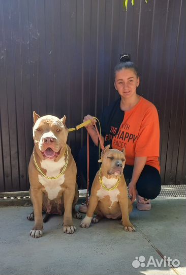 Американский булли xl