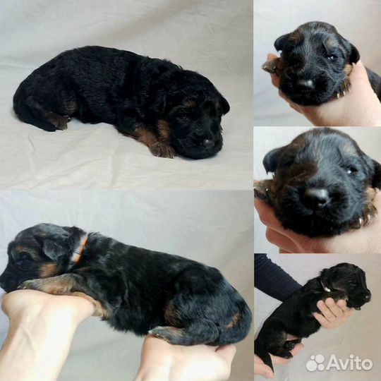 Щенки немецкой овчарки дш