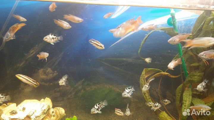 Аквариумные рыбки, улитки