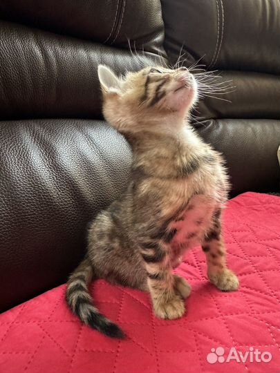 Бенгальские котята