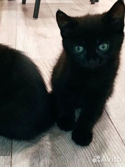 Британские котята