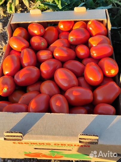 Помидоры