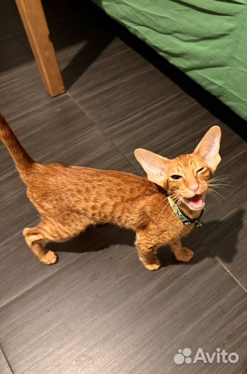 Рыжий ориентальный котёнок