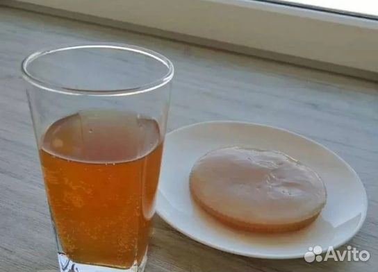 Гриб чайный с доставкой