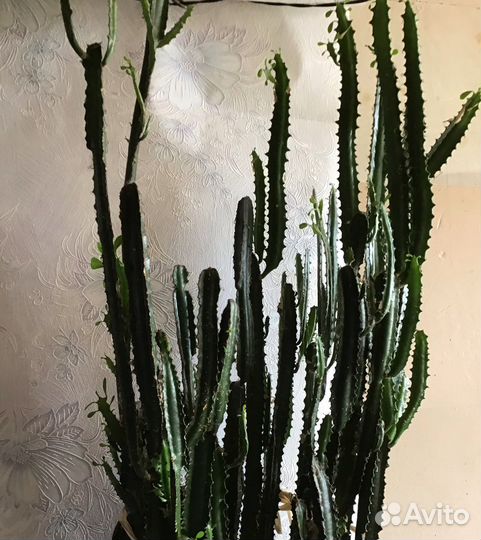 Цветок (высота 195 см)