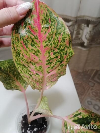 Аглаонемы,разные