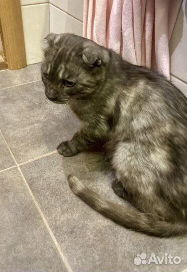 Шотландская