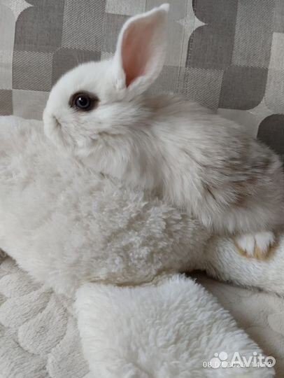 Декоративные малыши