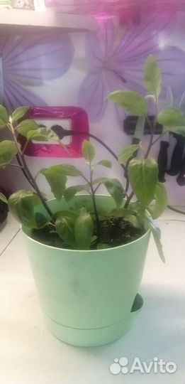 Джинура. Шпинат долголетия