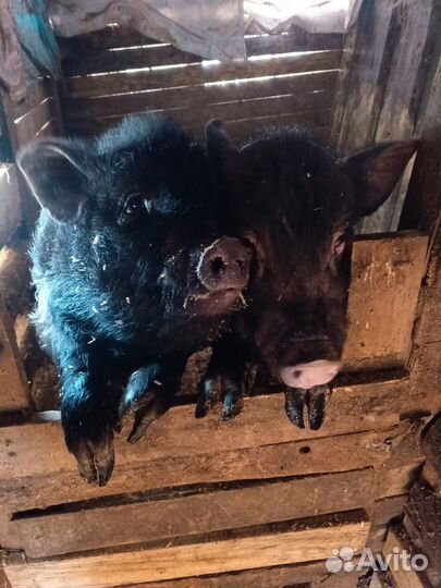 Свинки и хряк