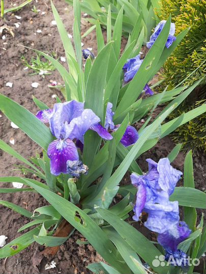 Ирисы бордюрные