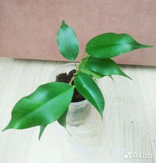 Фикус бенджамина