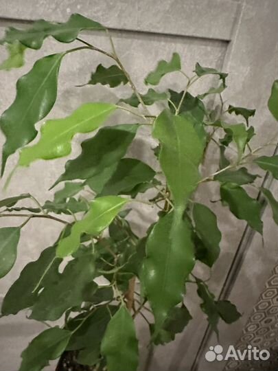 Подростки фикуса Бенджамина