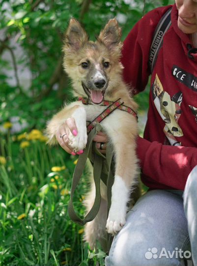 Щенок Тоби ищет дом