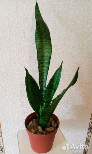 Сансевиерия