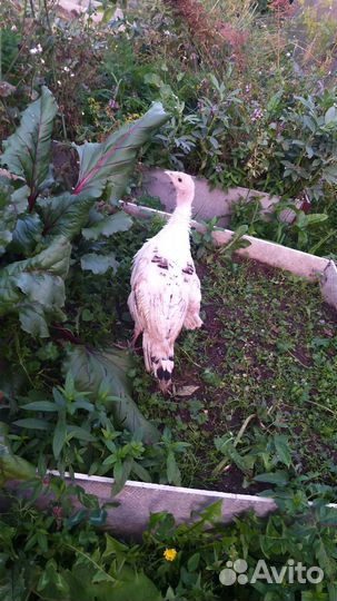 Индюки,семья,4 штуки