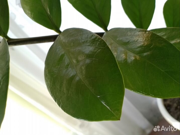 Долларовое дерево