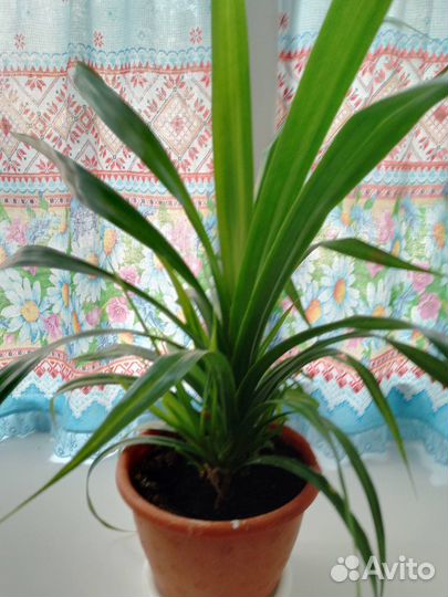 Панданус молоденький