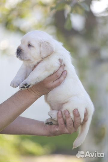 Щенок лабрадора (девочка)