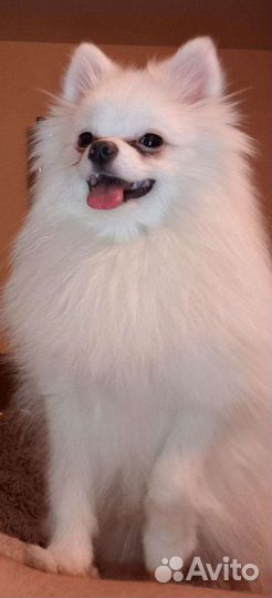 Немецкий шпиц