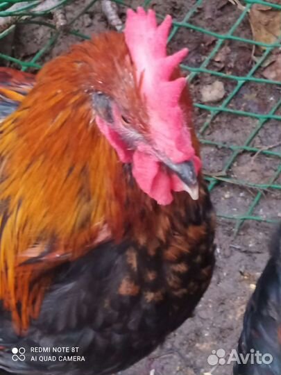 Куры молодки