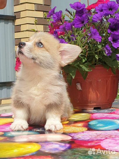 Щенки вельш-корги пемброк