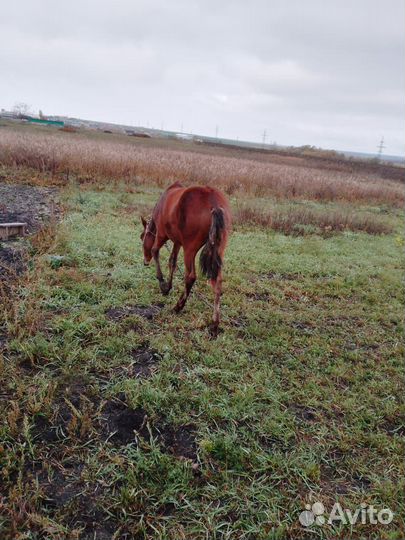 Продам жеребенка