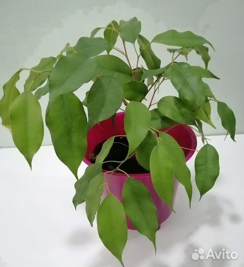 Фикус Бенджамина молодой