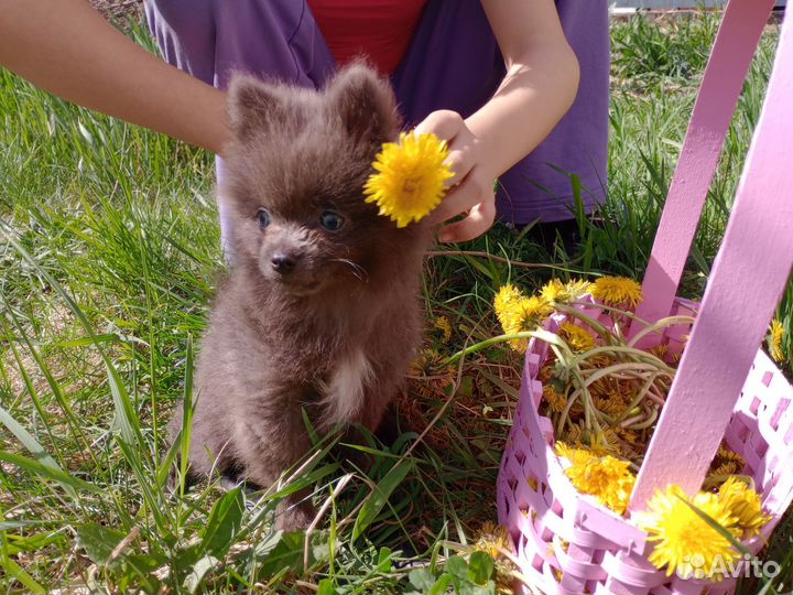 Эксклюзивный мальчик