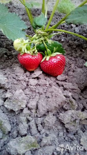 Клубника саженцы ремонтантная и обычная