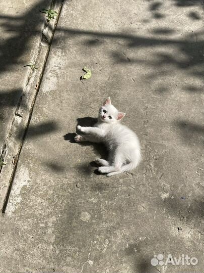 Котенок дворовый