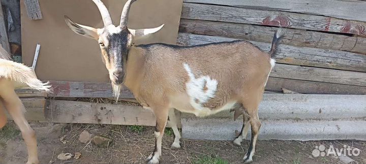 Коза дойная альпийская