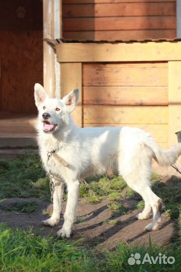 Шикарный пёс