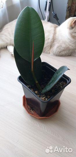 Фикус каучуконосный