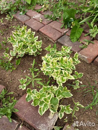 Барвинок вариегатный