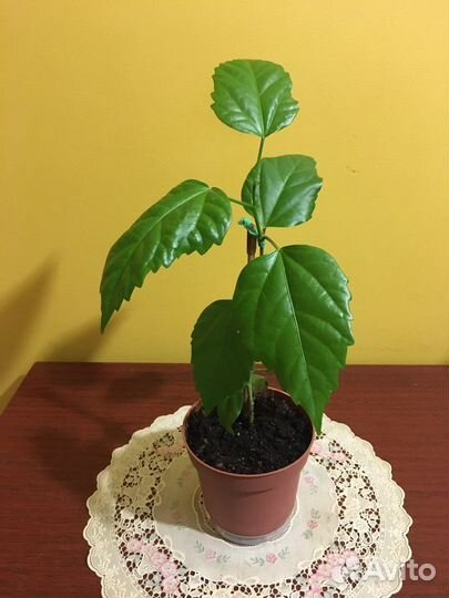 Гибискус китайская роза