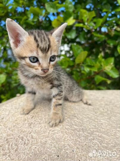 Котенок в дар бесплатно