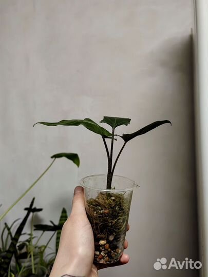 Алоказия лаутербахиана