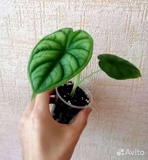 Алоказия шкура дракона