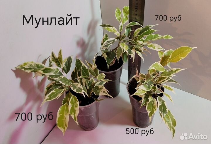 Фикусы разные. Кёрли, пикси, лакия, Мунлайт, бафт