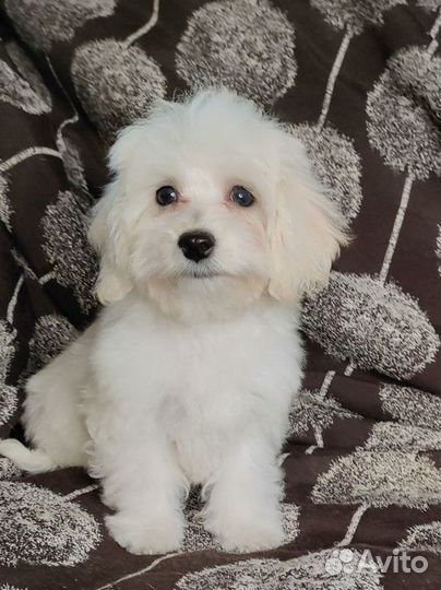 Щенки мальтипу f1