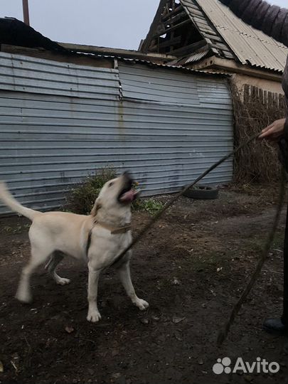Лабрадор щенок в дар