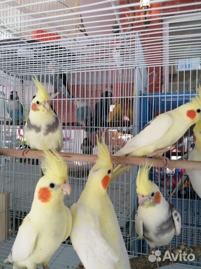 Попугай корелла ручной