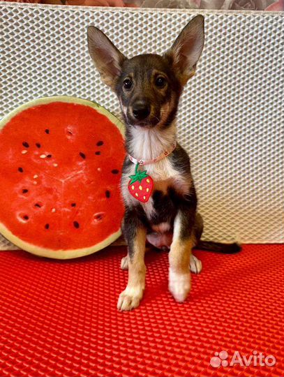 Милейшее создание