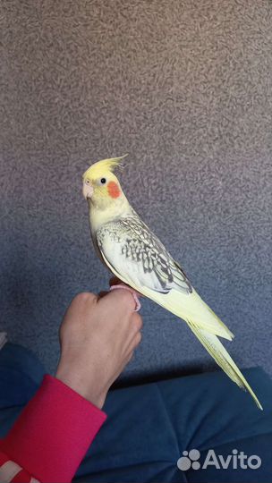 Попугай карелла