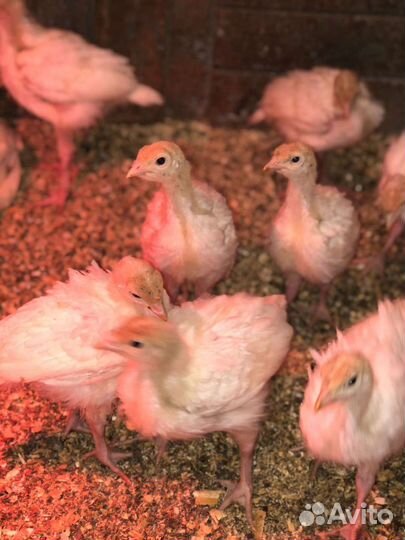 Индюки индюшата