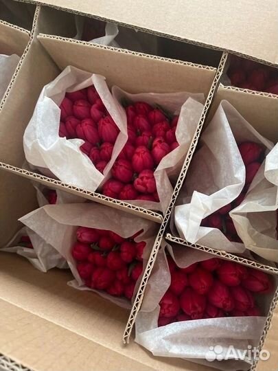 Продажа тюльпанов