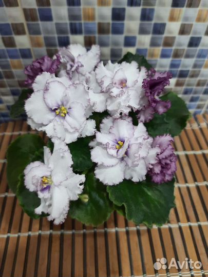 Сортовые фиалки